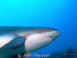 Shark dive, Roatan Honduras by Allen Weaver 